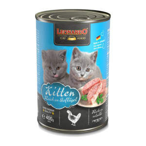Kitten rico en ave